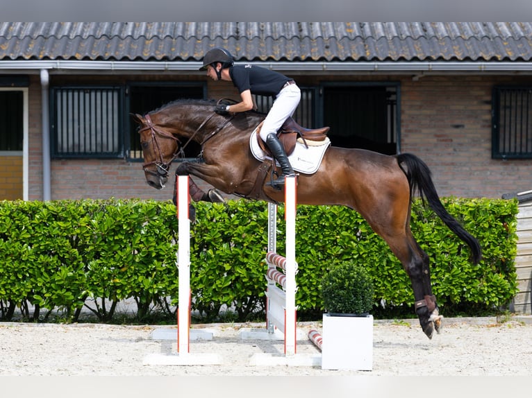 KWPN Wallach 5 Jahre 167 cm Dunkelbrauner in Waddinxveen