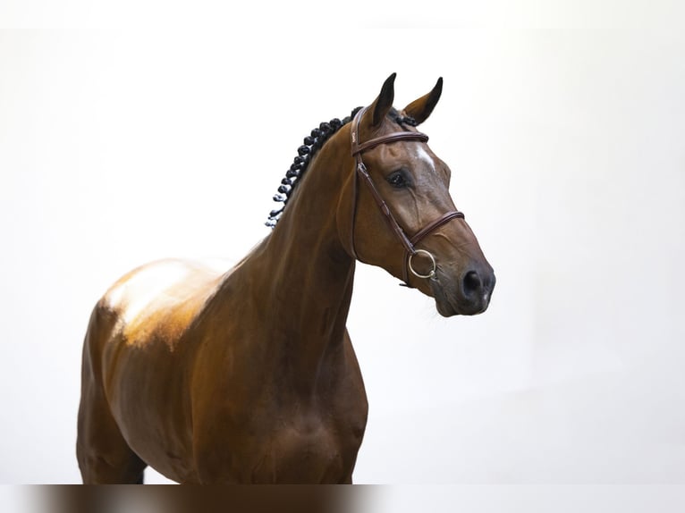 KWPN Wallach 5 Jahre 167 cm Dunkelbrauner in Waddinxveen