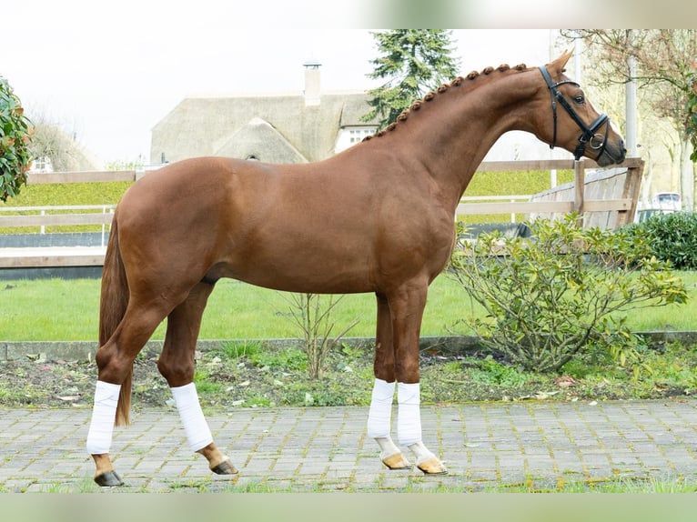 KWPN Wallach 5 Jahre 167 cm Fuchs in massa lombarda