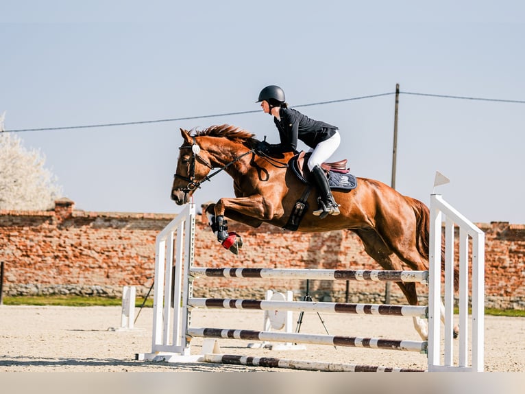 KWPN Wallach 5 Jahre 167 cm Fuchs in Poznań