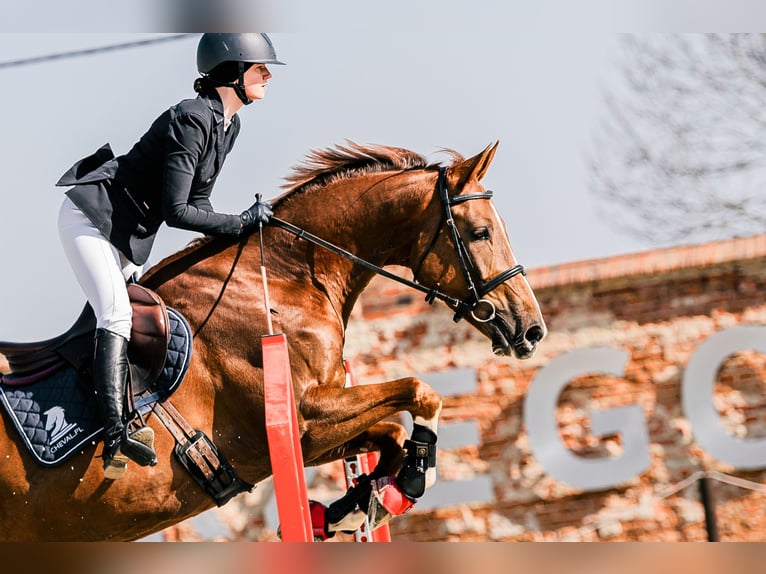 KWPN Wallach 5 Jahre 167 cm Fuchs in Poznań