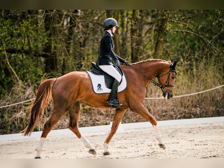 KWPN Wallach 5 Jahre 167 cm Fuchs in Poznań