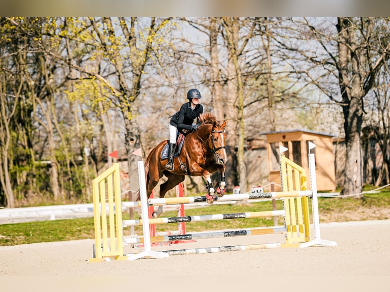 KWPN Wallach 5 Jahre 167 cm Fuchs in Poznań