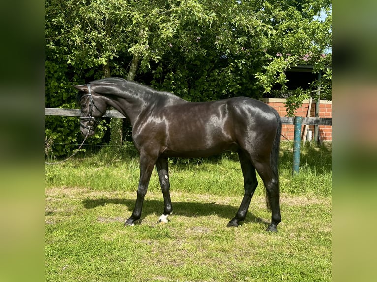 KWPN Wallach 5 Jahre 167 cm Rappe in Nordhorn