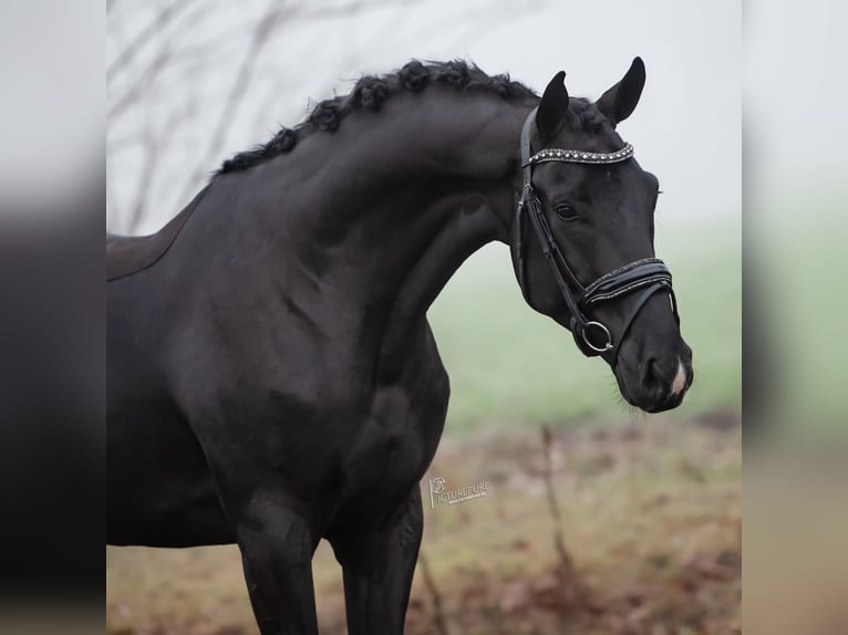 KWPN Wallach 5 Jahre 167 cm Rappe in Peer