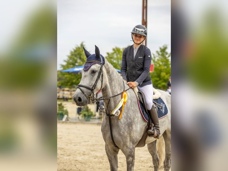 KWPN Wallach 5 Jahre 167 cm Schimmel in W&#xE4;chtersbach