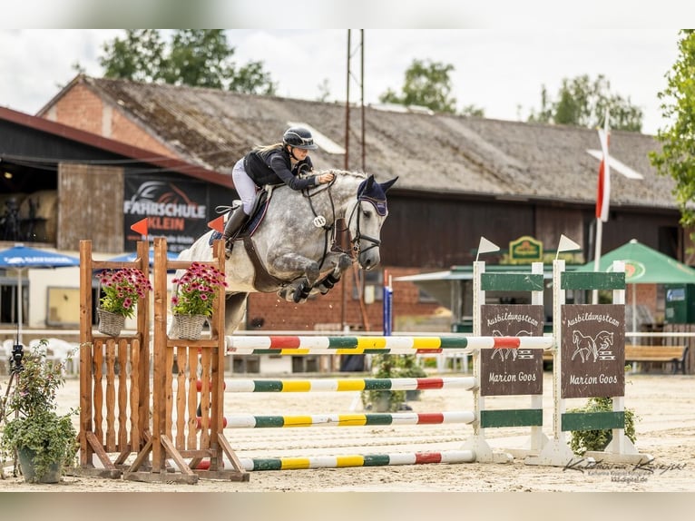 KWPN Wallach 5 Jahre 167 cm Schimmel in W&#xE4;chtersbach