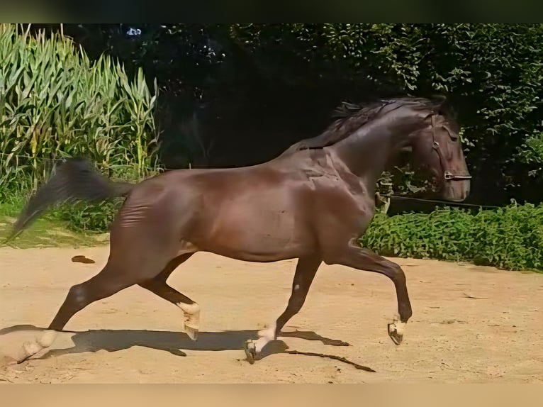 KWPN Wallach 5 Jahre 167 cm Schwarzbrauner in Dorfen
