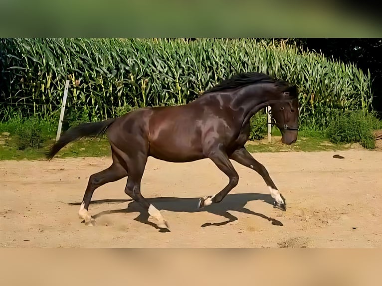 KWPN Wallach 5 Jahre 167 cm Schwarzbrauner in Dorfen