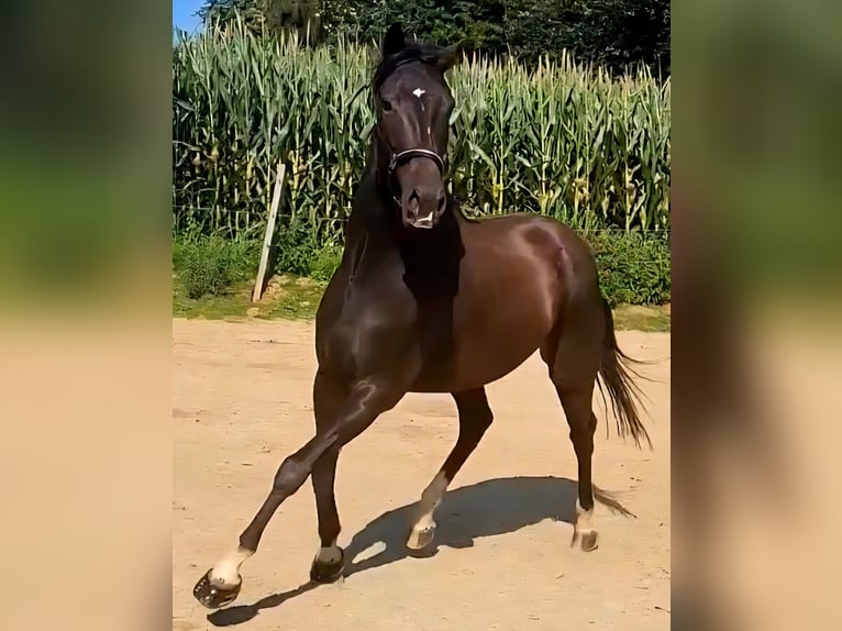KWPN Wallach 5 Jahre 167 cm Schwarzbrauner in Dorfen