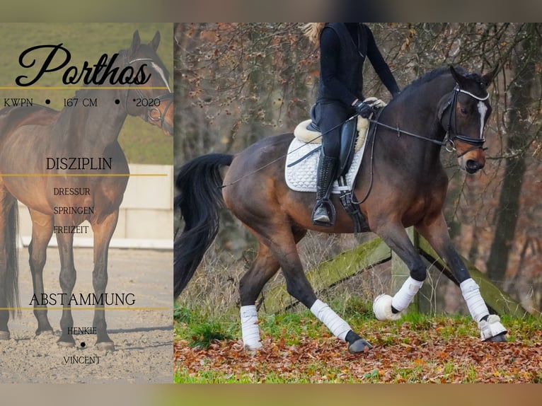 KWPN Wallach 5 Jahre 167 cm Schwarzbrauner in Nettersheim