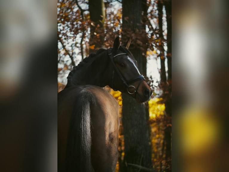 KWPN Wallach 5 Jahre 167 cm Schwarzbrauner in Nettersheim