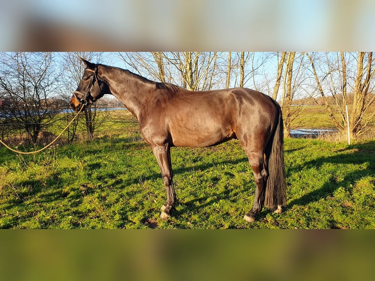 KWPN Wallach 5 Jahre 167 cm Schwarzbrauner in DiepenveenD