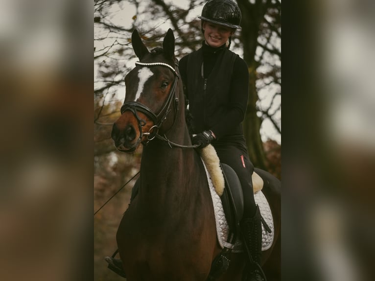 KWPN Wallach 5 Jahre 167 cm Schwarzbrauner in Nettersheim