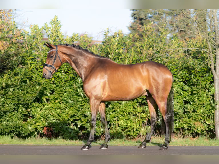 KWPN Wallach 5 Jahre 168 cm Brauner in Oosterhout