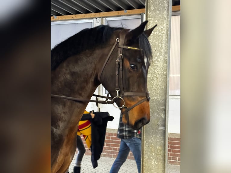 KWPN Wallach 5 Jahre 168 cm Brauner in Bramsche
