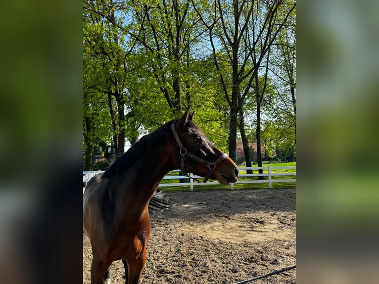 KWPN Wallach 5 Jahre 168 cm Brauner in Bramsche