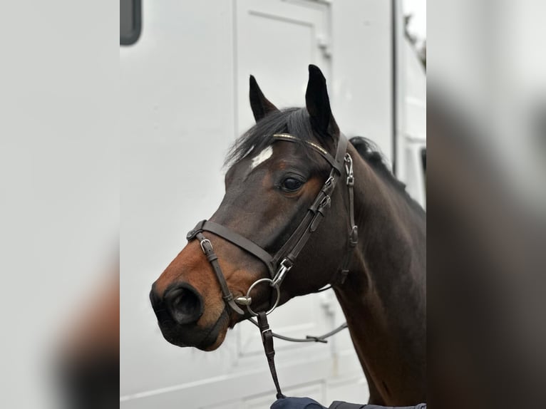 KWPN Wallach 5 Jahre 168 cm Brauner in Bramsche