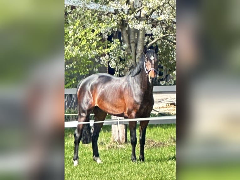 KWPN Wallach 5 Jahre 168 cm Brauner in Bramsche