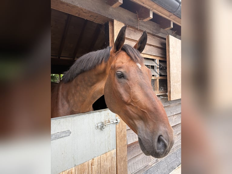 KWPN Wallach 5 Jahre 168 cm Brauner in Oostvoorne