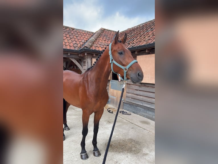 KWPN Wallach 5 Jahre 168 cm Brauner in Oostvoorne