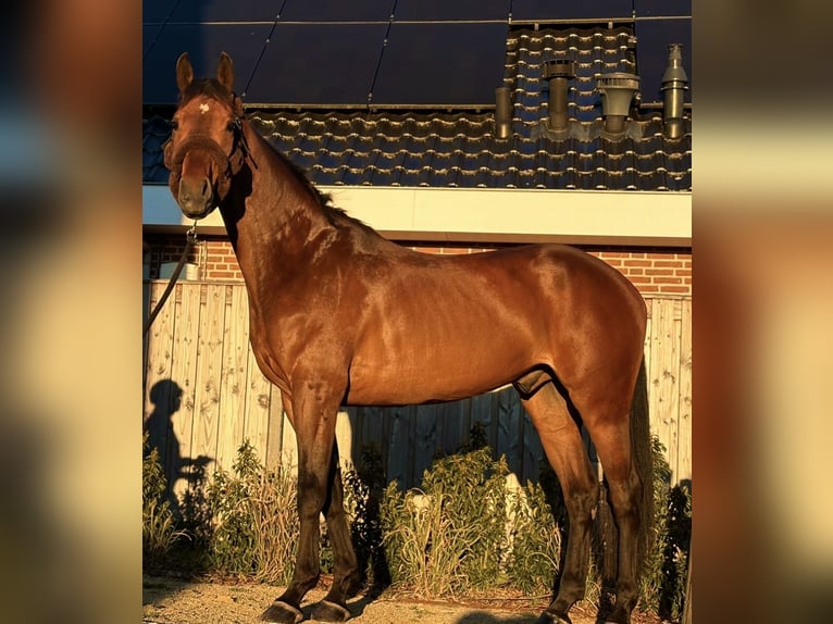 KWPN Wallach 5 Jahre 168 cm Brauner in Oostvoorne