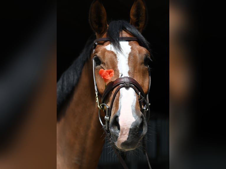 KWPN Wallach 5 Jahre 168 cm Brauner in Geilenkirchen