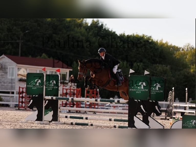 KWPN Wallach 5 Jahre 168 cm Brauner in &#x15A;wiecie