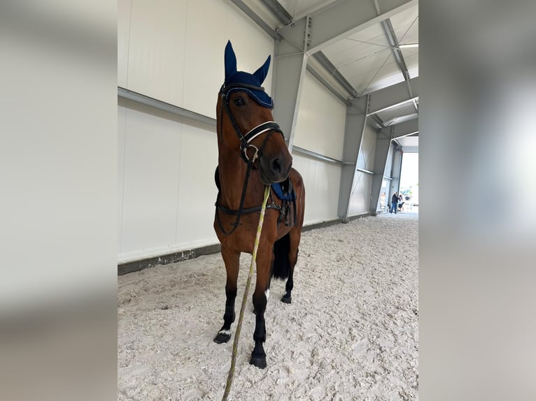 KWPN Wallach 5 Jahre 168 cm Brauner in &#x15A;wiecie