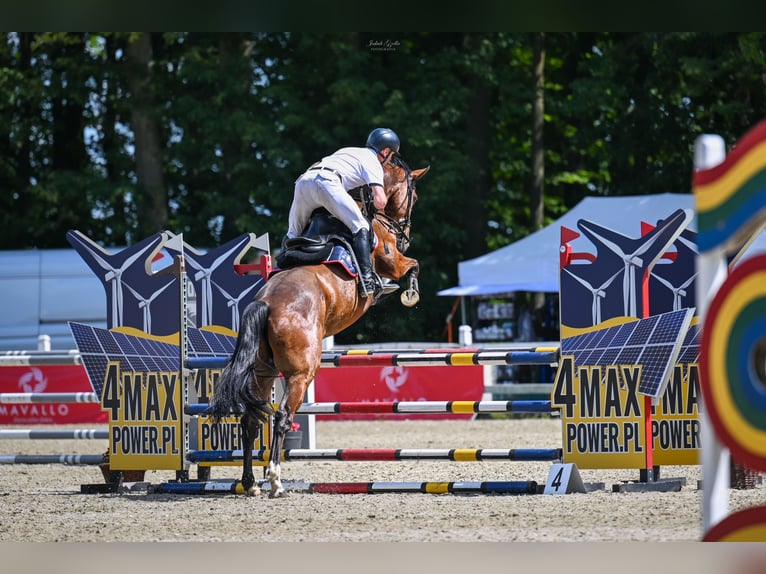 KWPN Wallach 5 Jahre 168 cm Brauner in &#x15A;wiecie