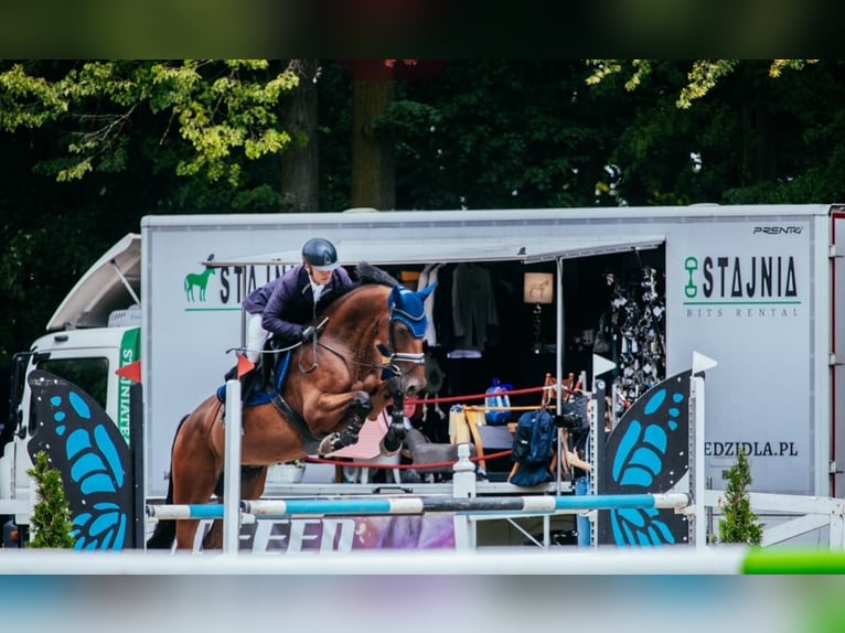 KWPN Wallach 5 Jahre 168 cm Brauner in &#x15A;wiecie