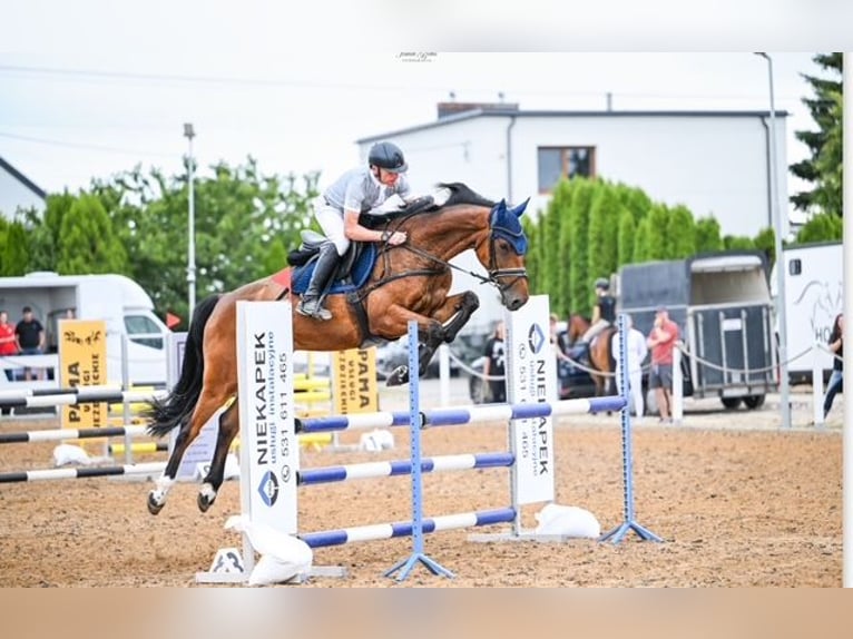 KWPN Wallach 5 Jahre 168 cm Brauner in &#x15A;wiecie