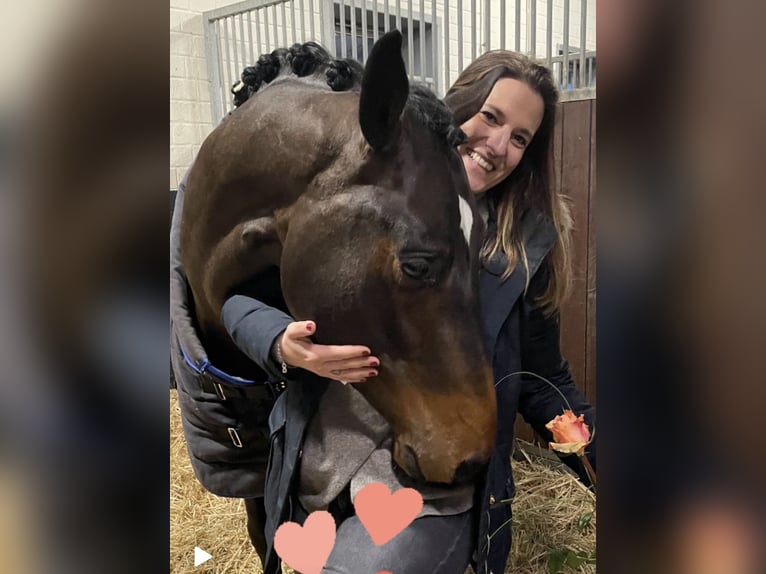 KWPN Wallach 5 Jahre 168 cm Brauner in Bramsche