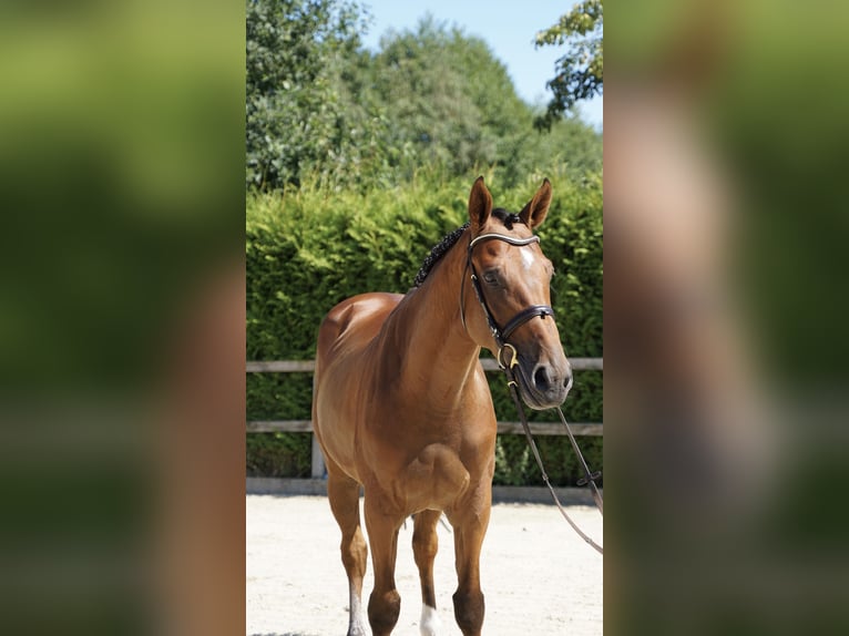 KWPN Wallach 5 Jahre 168 cm Brauner in Lohne (Oldenburg)