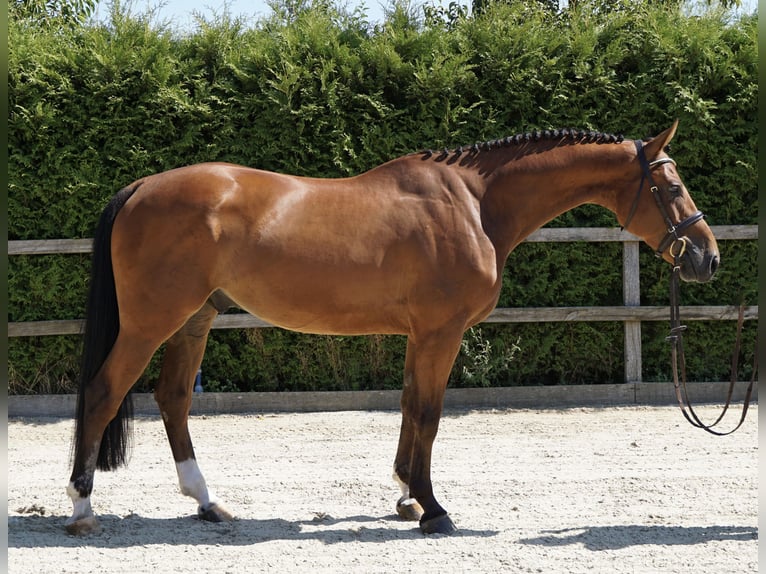 KWPN Wallach 5 Jahre 168 cm Brauner in Lohne (Oldenburg)