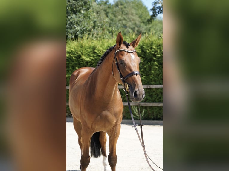 KWPN Wallach 5 Jahre 168 cm Brauner in Lohne (Oldenburg)
