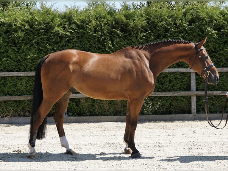 KWPN Wallach 5 Jahre 168 cm Brauner in Lohne (Oldenburg)