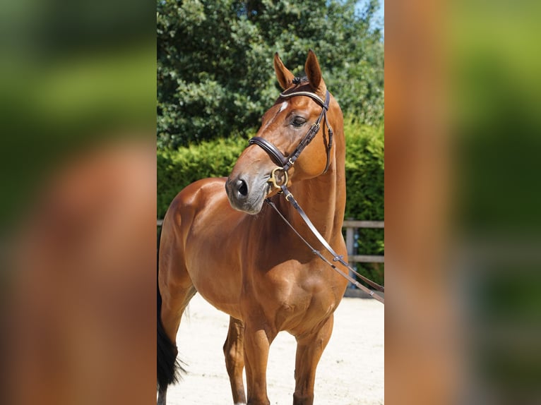 KWPN Wallach 5 Jahre 168 cm Brauner in Lohne (Oldenburg)