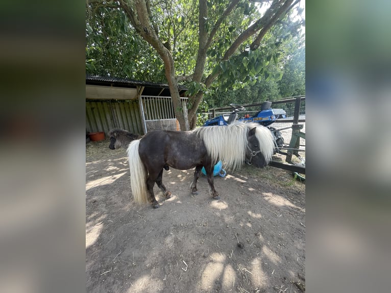 KWPN Wallach 5 Jahre 168 cm Brauner in Rumpt