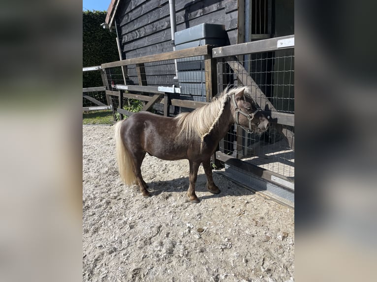 KWPN Wallach 5 Jahre 168 cm Brauner in Rumpt