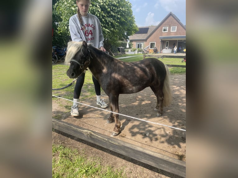 KWPN Wallach 5 Jahre 168 cm Brauner in Rumpt