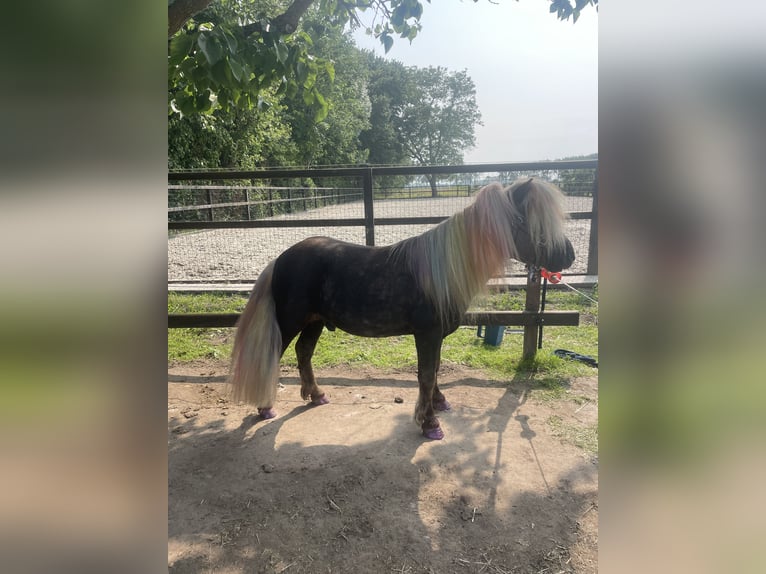 KWPN Wallach 5 Jahre 168 cm Brauner in Rumpt