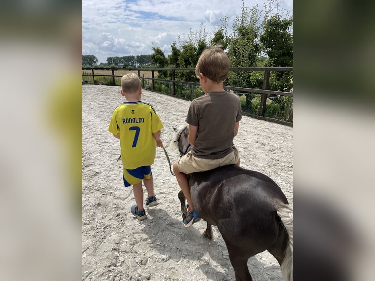 KWPN Wallach 5 Jahre 168 cm Brauner in Rumpt