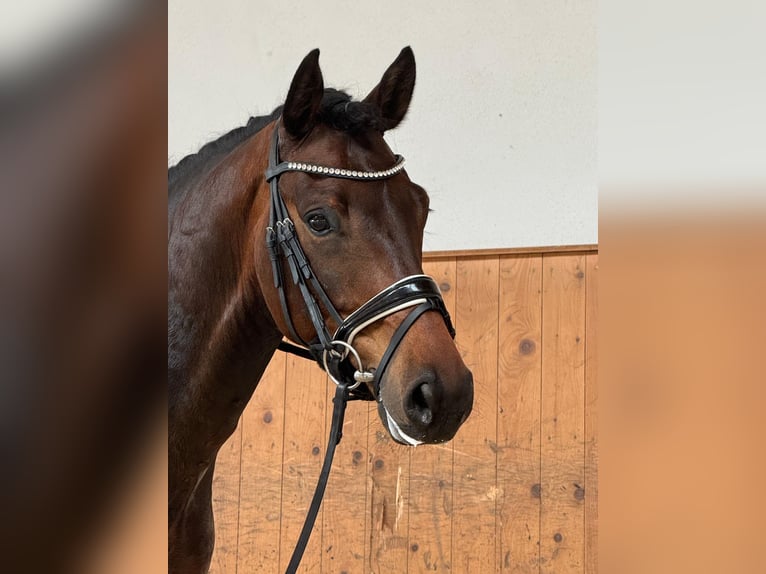 KWPN Wallach 5 Jahre 168 cm Dunkelbrauner in Moosburg an der Isar