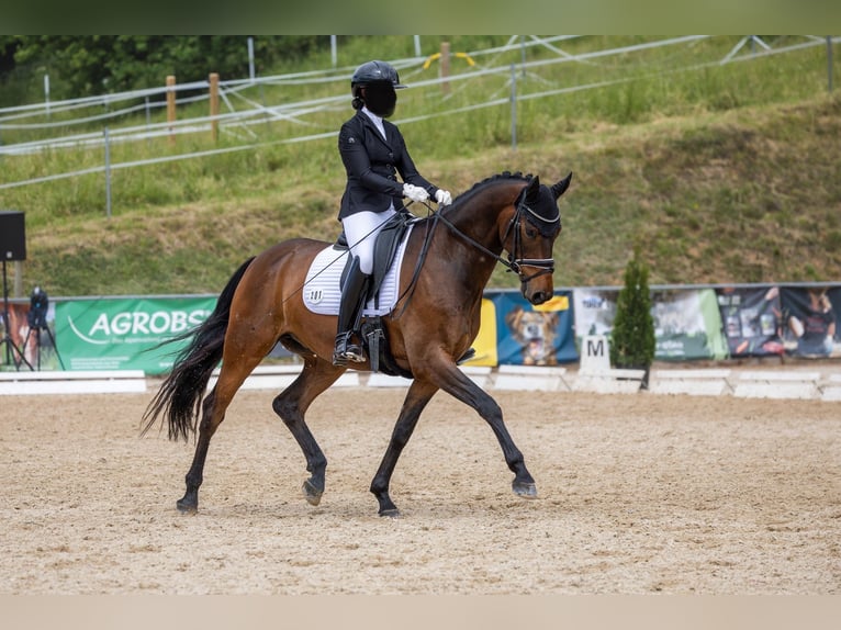 KWPN Wallach 5 Jahre 168 cm Dunkelbrauner in Moosburg an der Isar