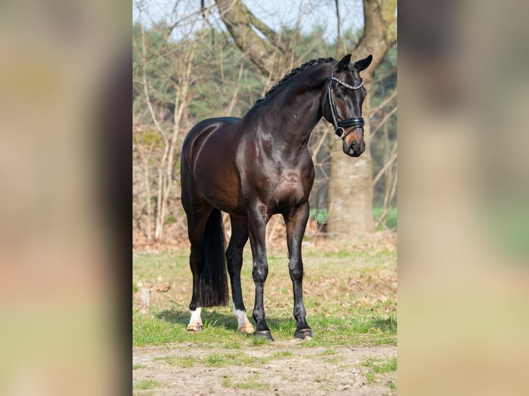 KWPN Wallach 5 Jahre 168 cm Dunkelbrauner in Peer