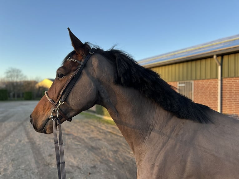 KWPN Wallach 5 Jahre 168 cm Dunkelbrauner in Oud Gastel