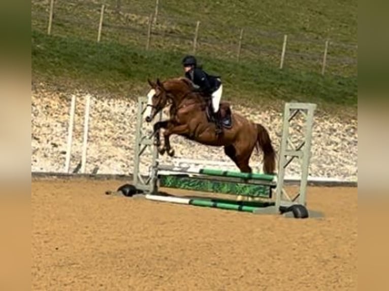 KWPN Wallach 5 Jahre 168 cm Dunkelfuchs in Folkestone Kent