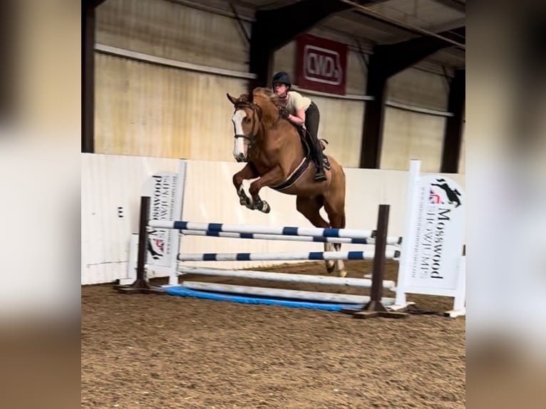 KWPN Wallach 5 Jahre 168 cm Dunkelfuchs in Folkestone Kent