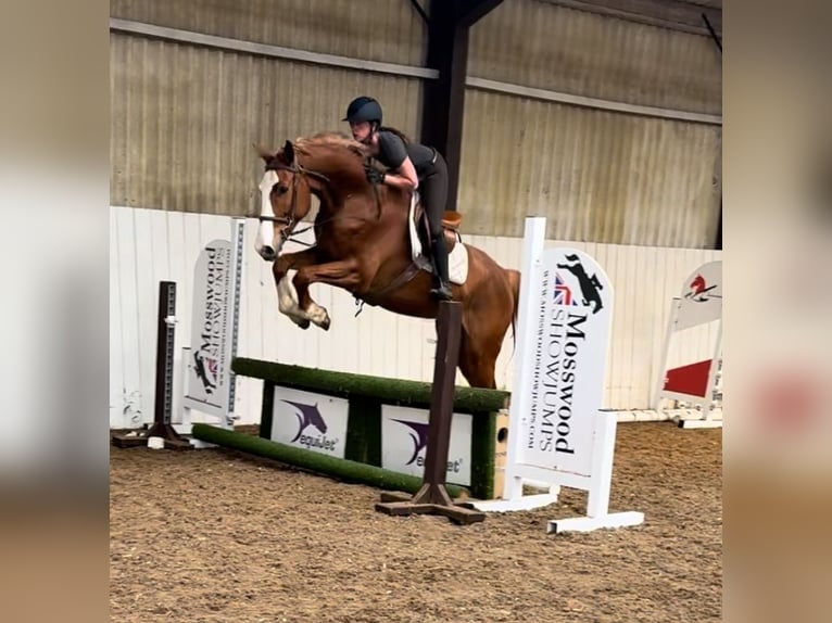 KWPN Wallach 5 Jahre 168 cm Dunkelfuchs in Folkestone Kent